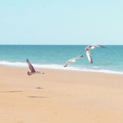 Seagulls flying over beach