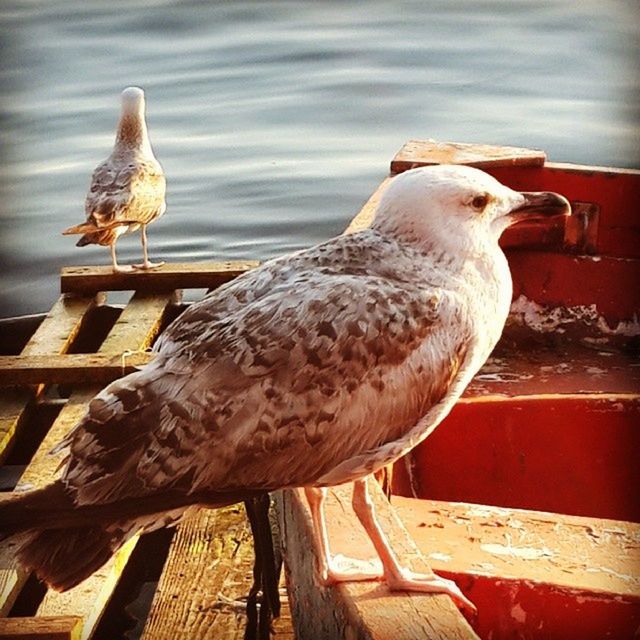 animal themes, bird, animals in the wild, wildlife, one animal, perching, wood - material, beak, close-up, sunlight, day, outdoors, low angle view, no people, side view, railing, wood, two animals, nature, focus on foreground