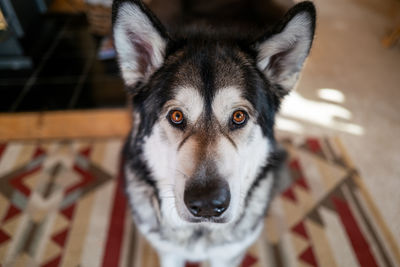 Portrait of alaskan malamute dog at home