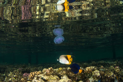 Close-up of fish swimming in aquarium