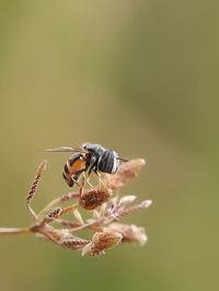 Close-up of insect pollinating on flower