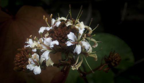 Close-up of white flowers