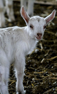 Close-up of sheep