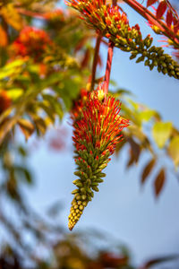 Close-up of flowering plant against sky