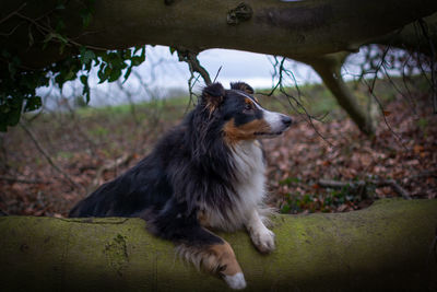 Shetland sheepdog on a fallen tree