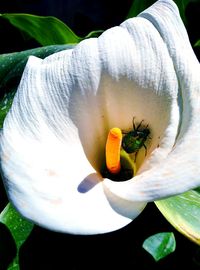 Close-up of bee on white flower