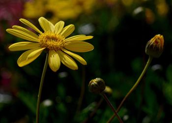 Close-up of yellow flower blooming outdoors