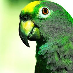 Close-up of parrot