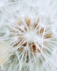 Close-up of dandelion