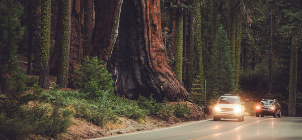 Road amidst trees in forest