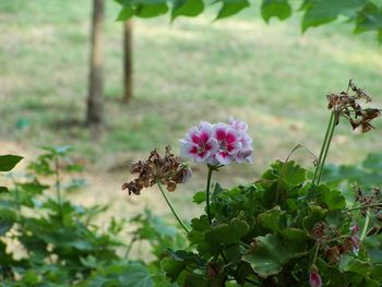 Close-up of pink flowers