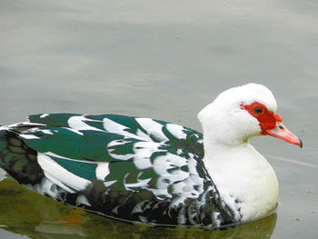 Close-up of white background