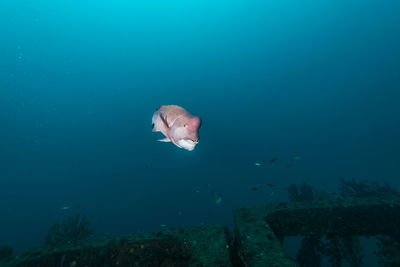 Fish swimming in sea