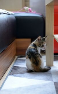 Cat sitting on couch