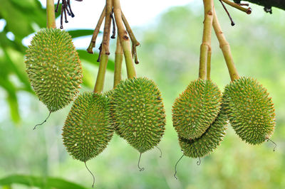 Close-up of berries growing on tree