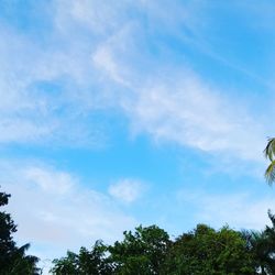 Low angle view of trees against blue sky