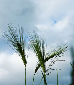 Low angle view of plants against sky