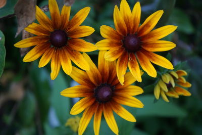 Close-up of yellow flowering plant