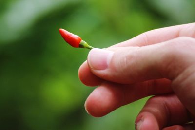 Close-up of hand holding chili pepper
