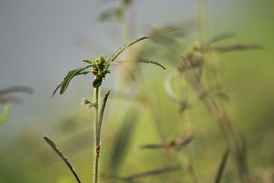 Close-up of plant growing on field