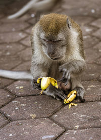 Close-up of monkey