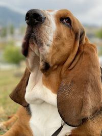 Close-up of dog looking away - blues posing beautiful