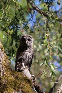 Close-up of owl perching on tree trunk