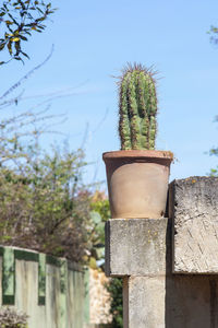 Close-up of cactus plant against clear sky