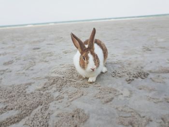 High angle view of a cat on beach