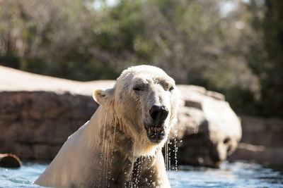 Polar bear swimming in lake