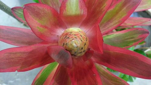 Close-up of pink flower