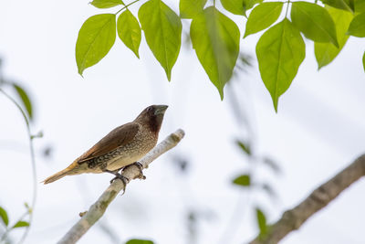 Low angle view of bird perching on branch