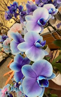 Close-up of purple flowering plant