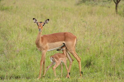 Deer in a field