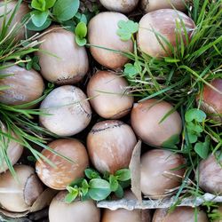 High angle view of onions