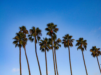 Low angle view of coconut palm trees against blue sky