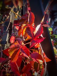 Close-up of maple tree during autumn