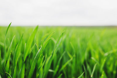 Crops growing on field against sky