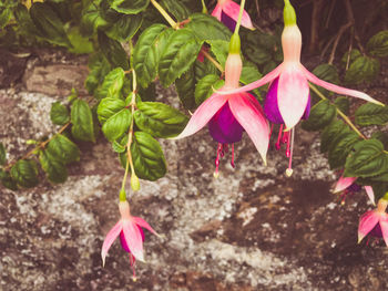 Close-up of pink flowering plant
