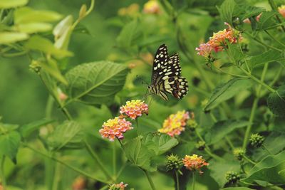 Butterfly pollinating on flower