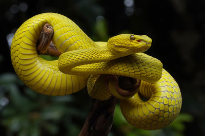 Close-up of snake