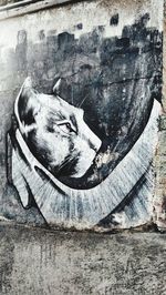 Close-up of a horse on wall