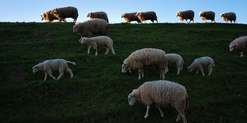 Sheep grazing in a field