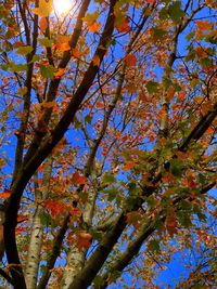 Low angle view of tree in autumn