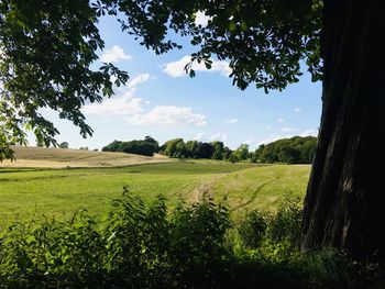 Scenic view of field against sky