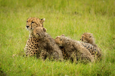 Cheetah lies in grass surrounded by cubs