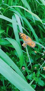 High angle view of butterfly on grass