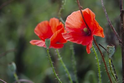 Close-up of poppies blooming outdoors