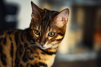 Close-up portrait of a cat
