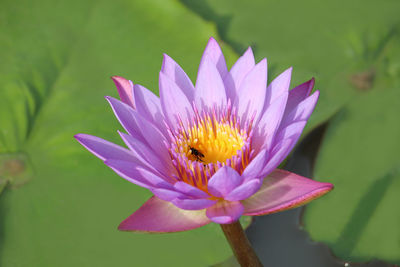 Close-up of pink water lily